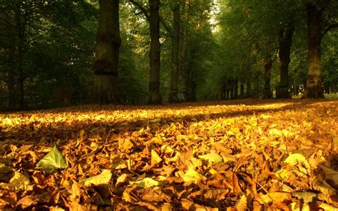 Wallpaper Sunlight Trees Landscape Leaves Grass Field Wood