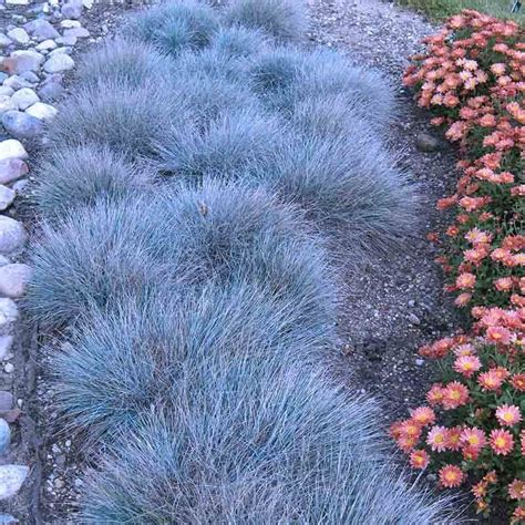 Festuca Boulder Blue Blue Fescue Ornamental Grasses Perennial Grasses