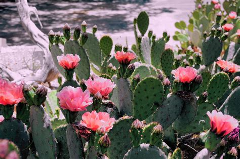 Arizona Cactus In Bloom