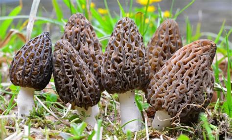 10 Best Places To Find Morel Mushrooms Outdoor Enthusiast Lifestyle