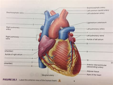 Label The Anterior View Of The Human Heart Labels Vrogue Co