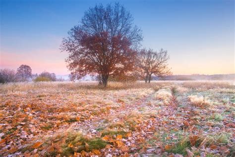 The End Of Autumn Stock Photo Image Of Fresh Background 125477068