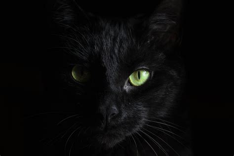 105 Background Keren 3d Black Cat Wallpaper Zflas