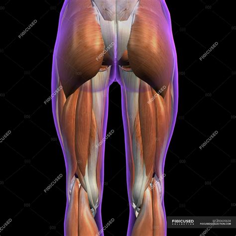 Posterior View Of Female Hip And Leg Muscles On Black Background