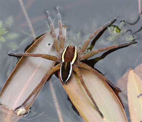 Swamp Spider