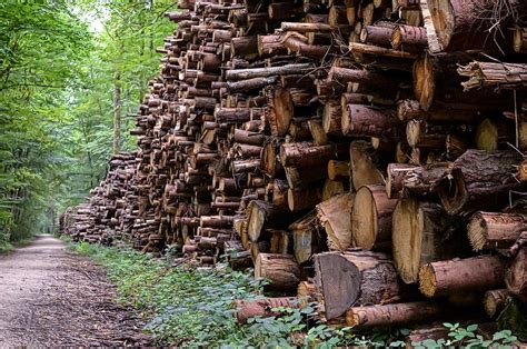 Research Commercial Forestry Could Deliver 269 More Climate Mitigation