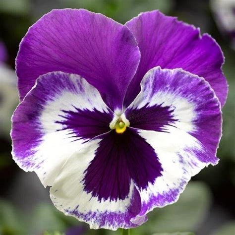 50 Pansy Seeds Delta Premium Violet White