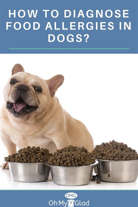What Dog Owners Ought To Know About Dog Food Allergy Diet Dog Food