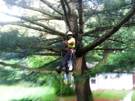 Tree Trimming Oakland Macomb Genesee Lapeer St Clair County