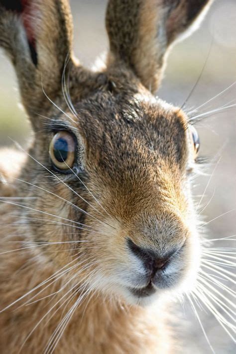 Brown Hare Close Up Animals Animal Faces Animals Beautiful