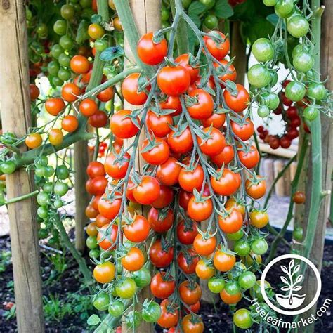Non Gmo Supersweet 100 Hybrid Tomato Seeds Hybrid Tomato Seed True