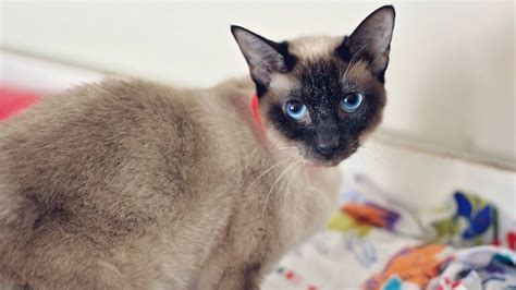 The siamese cat is a sociable breed originating in an old region of litter description siamese kittens for sale. Sable and Sofia Siamese Cats up for Adoption