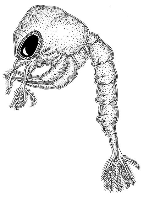 Zooplankton Drawing At Explore Collection Of