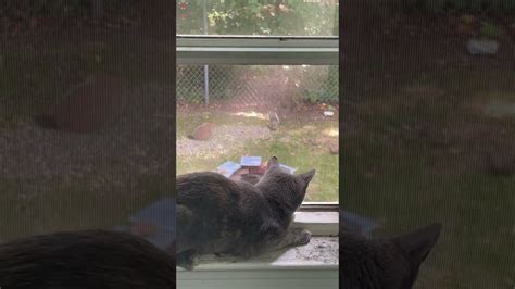 Kitty Watching Animals Youtube