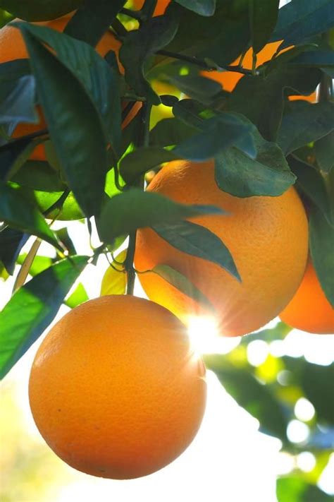 Maybe you would like to learn more about one of these? Dwarf Valencia Orange Tree, Seedless Citrus (Excludes: CA ...