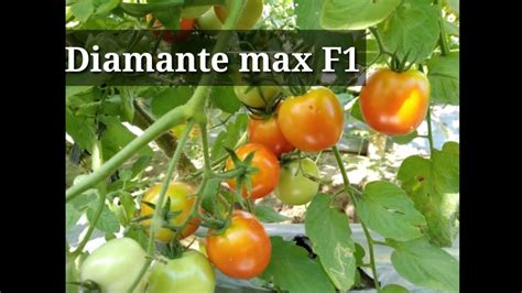 Tomato Kamatis Diamante Max F1 Farmer Ako Kamatis Farming Youtube