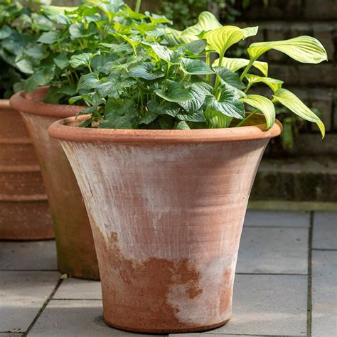 Buy Terracotta Arc Pot Delivery By Waitrose Garden