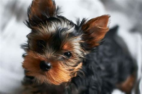 Lets discuss top 13 best dog foods for yorkshire terriers. 10 Best Dog Foods For Yorkies (2021 Guide)