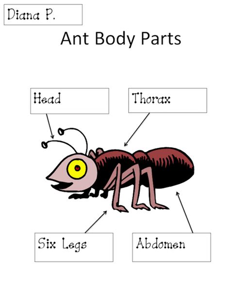 Skull, temple, ear, forehead, face, adam's apple , shoulder, nipple, breast, armpit, thorax, navel, abdomen, pubis, groin, knee, foot, toe, ankle, instep. Ant Body Parts Diagram Activity | K-5 Computer Lab ...