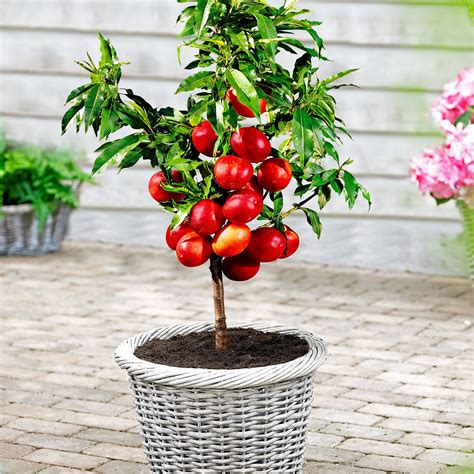 Buy Dwarf Nectarine Tree Hardy Plant