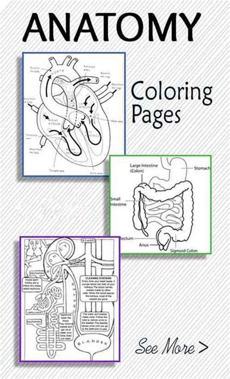 Printable Anatomy Coloring Book