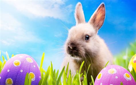 Aesthetic Easter Bunny Wallpapers Wallpaper Cave