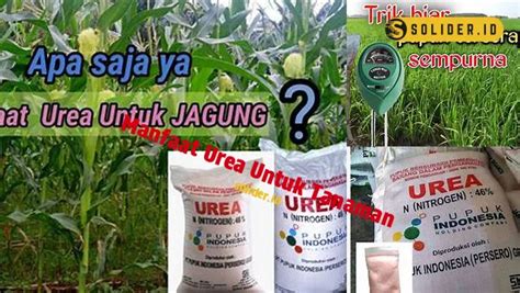 Manfaat Urea Untuk Tanaman Yang Wajib Anda Tahu Solider