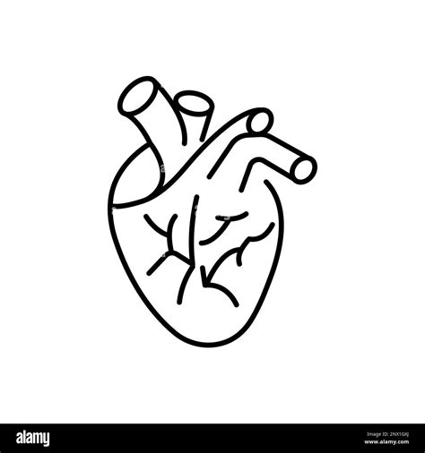 Heart Anatomy Organ Linear Style Isolated Vector Illustration Stock
