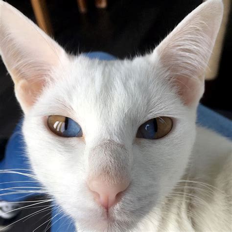 Meet This Stunning White Cat With Rare Genetic Condition That Has