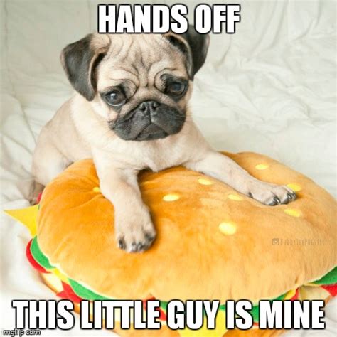 Hamburger Pug Imgflip