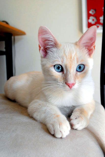 Siamese cats are pure and natural cat breed. RED POINT SIAMESE CAT VIDEOS - Wroc?awski Informator ...