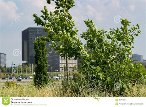 Krupp Headquarter With Trees In Front Of It Editorial Stock Image