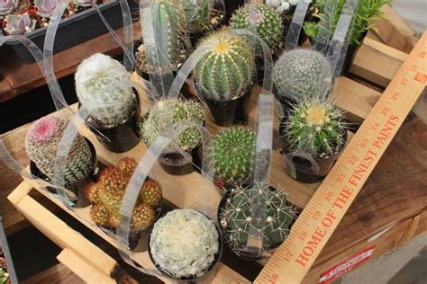 About 2% of these are aquatic plants. Assorted cactus in their round plastic 2.5" containers. $3 ...