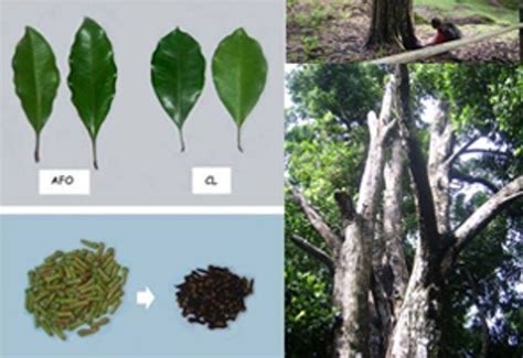 Cengkih Afo Di Lereng Gunung Gamalama Pulau Ternate Simbol Kejayaan