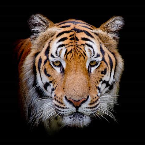 Royalty Free Tiger Face Pictures Images And Stock Photos Istock