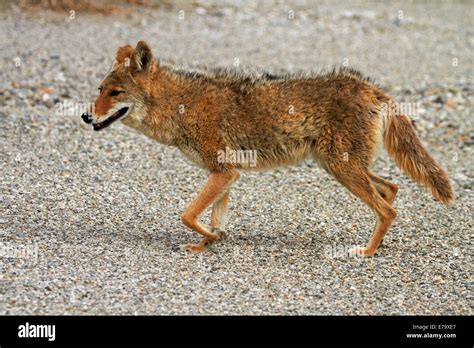 Coyote Canis Latrans Badwater Basin Death Valley National Park Mojave Desert California