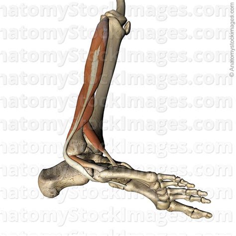 Anatomy Stock Images Lowerleg Musculus Peroneus Longus Brevis Tertius