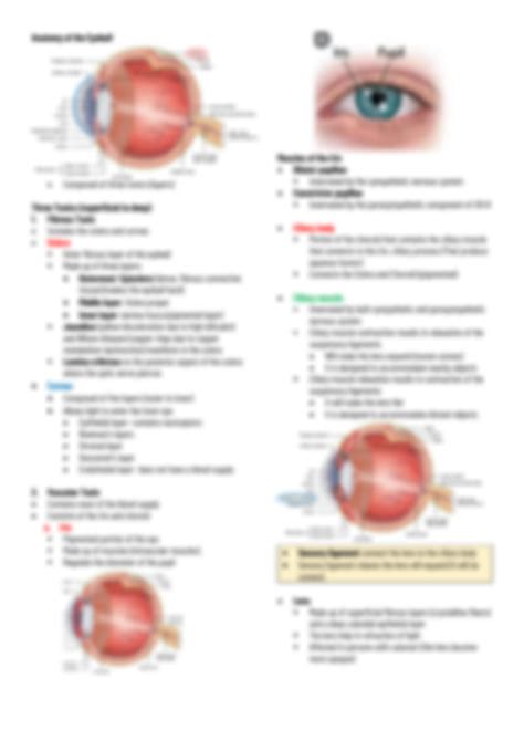 Solution Orbital Cavity Anatomy Of The Eyelids Internal Anatomy Of The