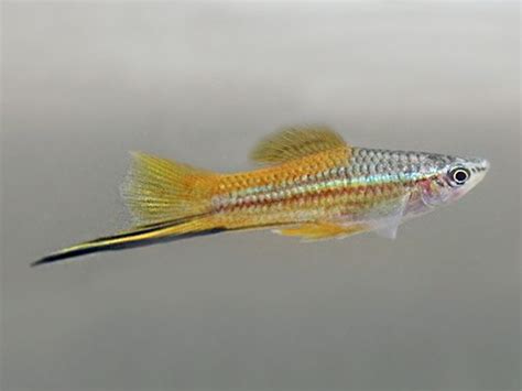 Marigold Swordtail Get It From Fishplaceeuproductmarigold