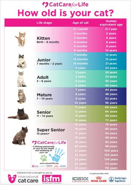 Do you know how old your cat is? Cat Ages In Human Years _ Cat Years To Human Years | Cat ...