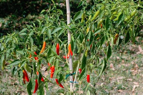 Chile De Arbol Chili Pepper Capsicum Annuum 30 Seeds