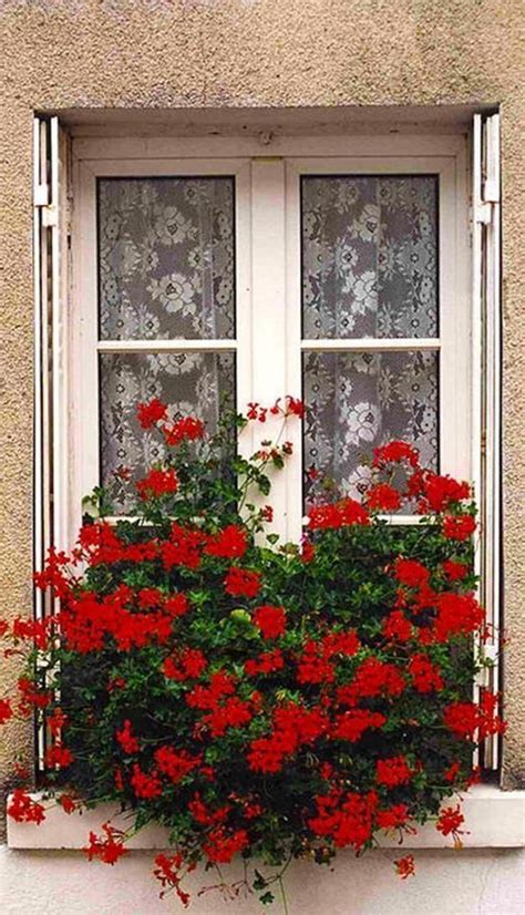32 Beautiful Ideas Cascading Flowers For Window Boxes Window Box