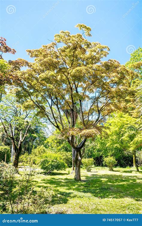 Large Maple Tree On Sunny Summer Day In Green Park Stock Image Image