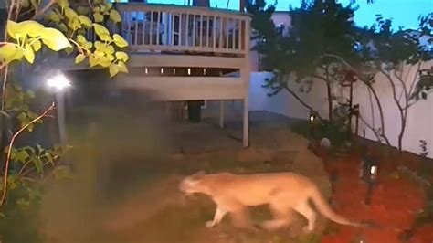 Another Cougar Sighting In West Valley City Caught On Camera Youtube