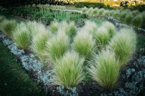 Grow Native Ornamental Grasses For Birds And Butterflies
