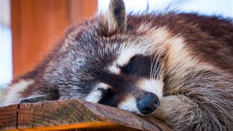 Do Raccoons Hibernate Information And Facts Pest Samurai