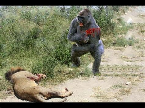 Lion vs gorilla, chicago, il. Craziest Animal Fights ⇫ Classic fight Lion , gorilla ...