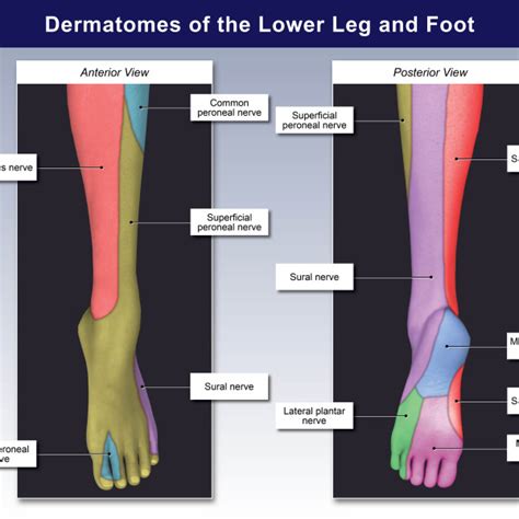 Dermatomes Of The Foot