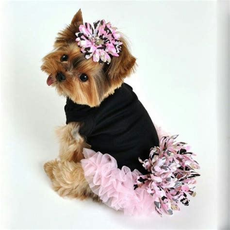 Yorkie Outfits Dress The Dog Clothes For Your Pets