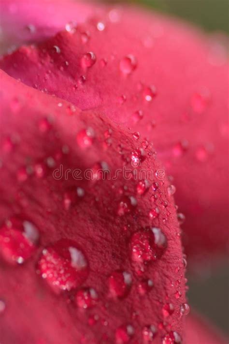 Macro Details Of Red Rose Petals With Water Droplets Stock Photo